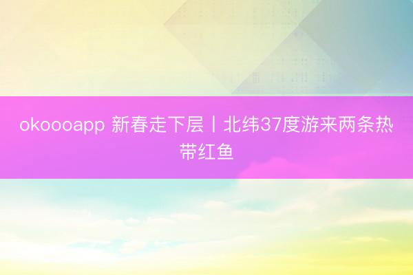 okoooapp 新春走下层丨北纬37度游来两条热带红鱼