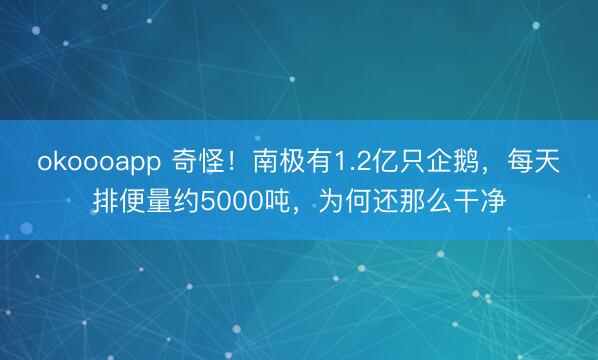 okoooapp 奇怪！南极有1.2亿只企鹅，每天排便量约5000吨，为何还那么干净